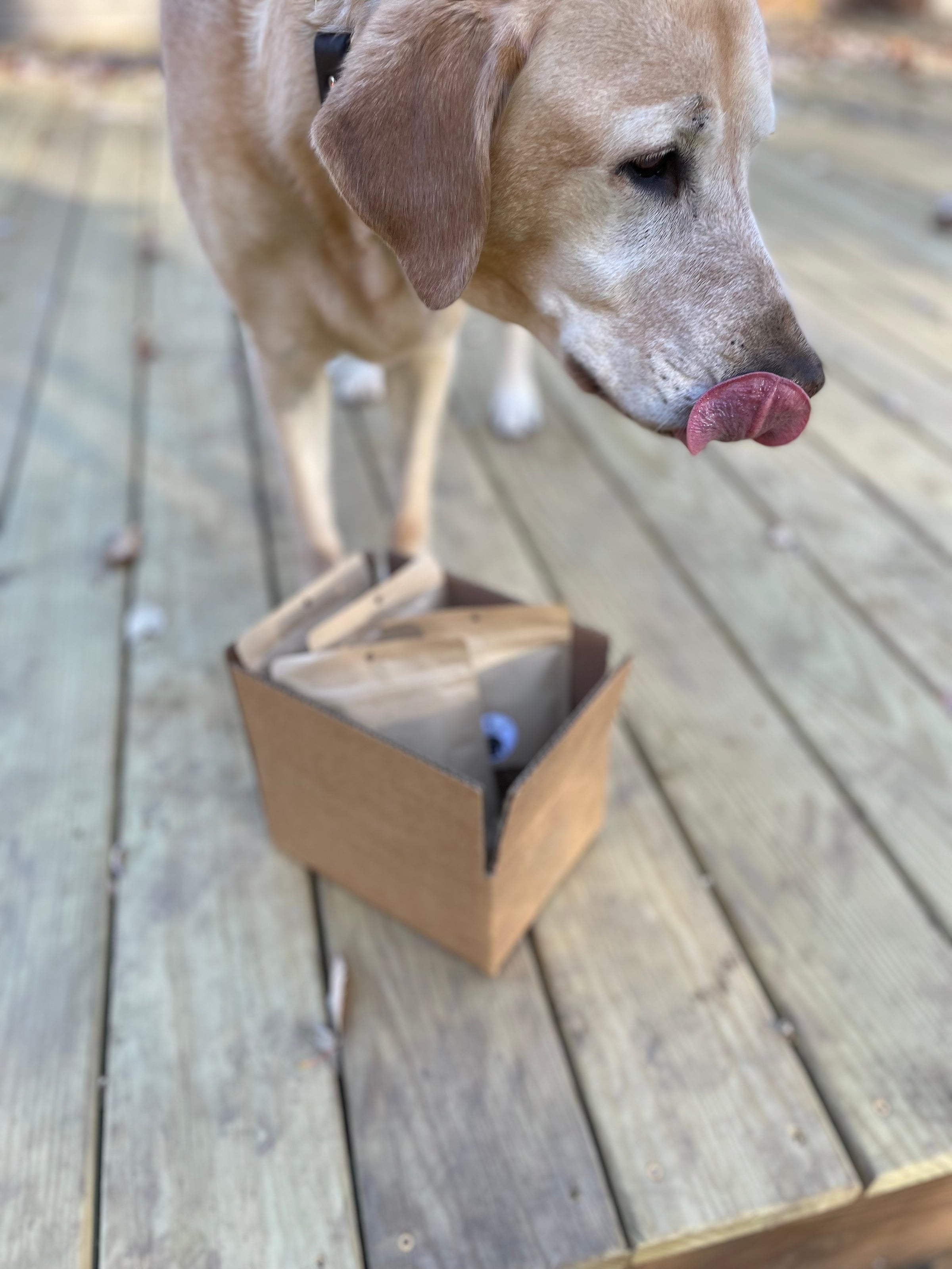 Dog treats delivered to your door best sale